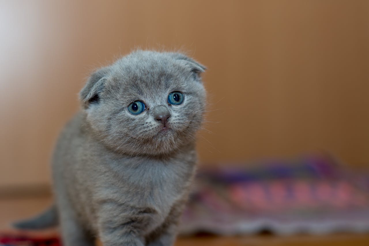 Grey Fur Kitten